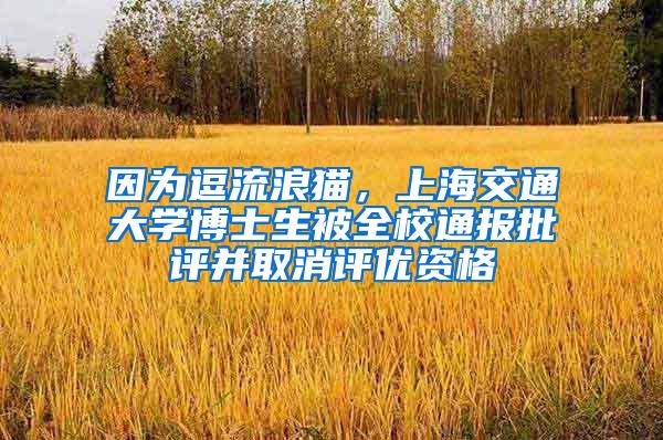 因为逗流浪猫，上海交通大学博士生被全校通报批评并取消评优资格