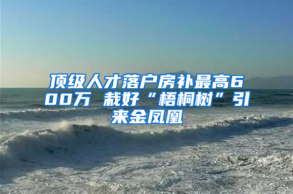 顶级人才落户房补最高600万 栽好“梧桐树”引来金凤凰