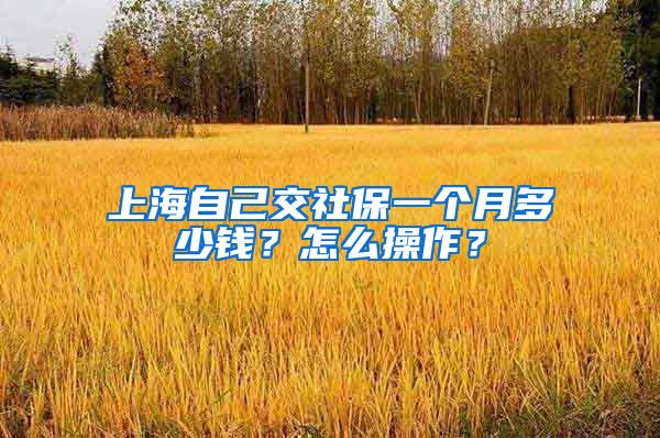 上海自己交社保一个月多少钱？怎么操作？