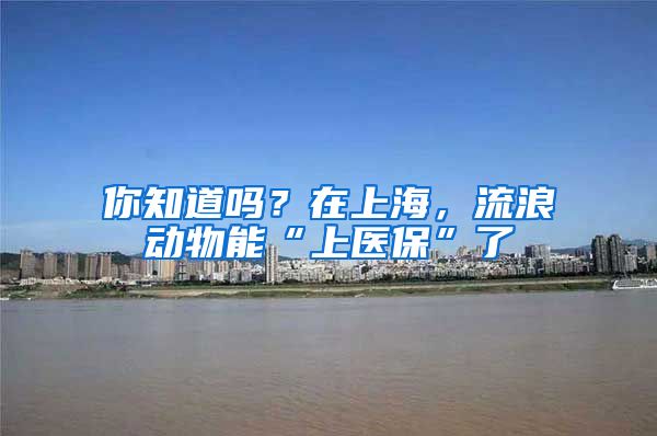 你知道吗？在上海，流浪动物能“上医保”了