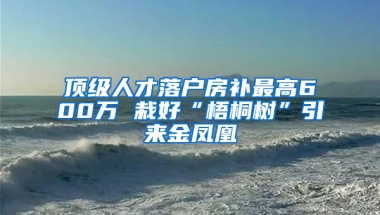 顶级人才落户房补最高600万 栽好“梧桐树”引来金凤凰